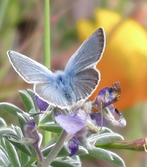 Icaricia icarioides missionensis
