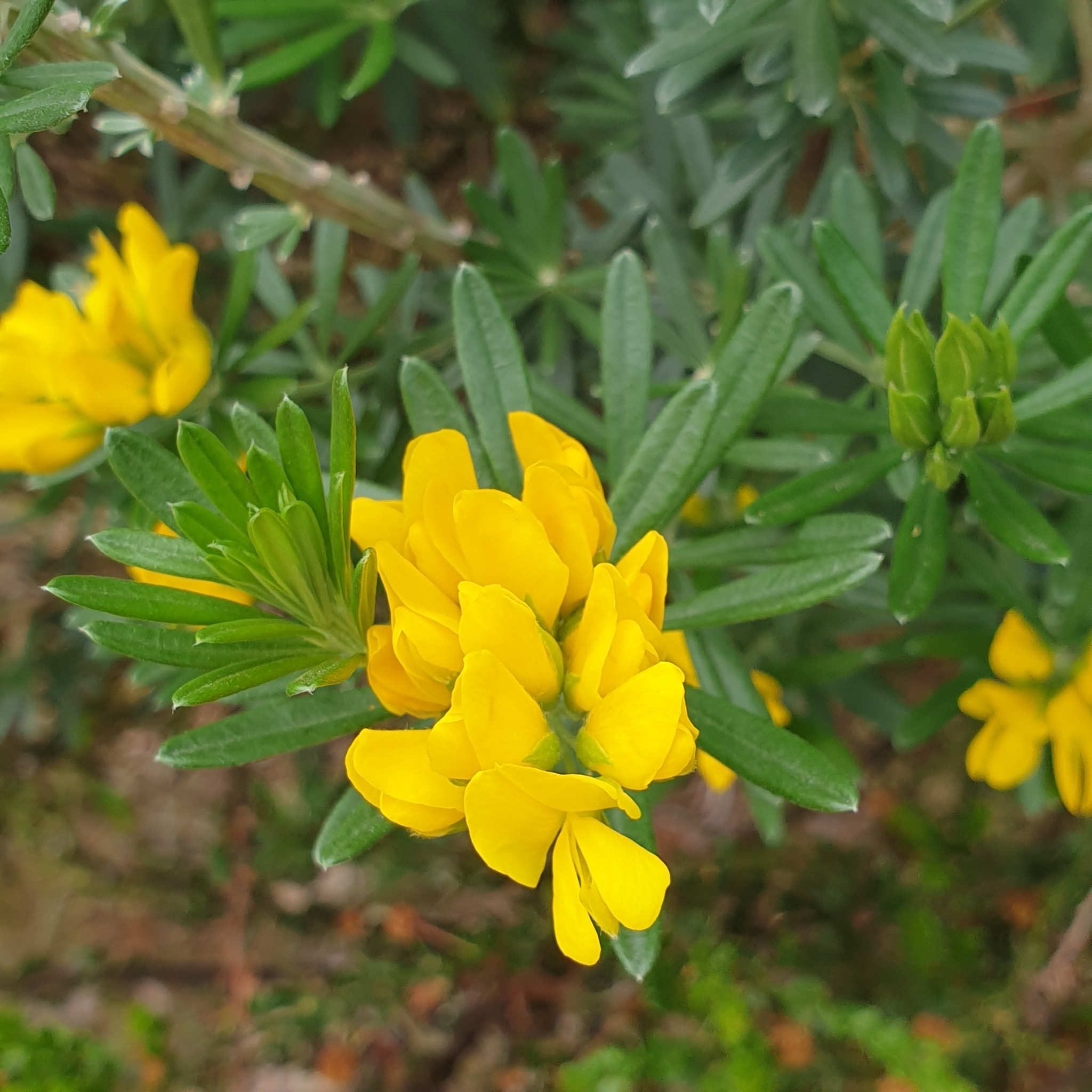 Genista linifolia