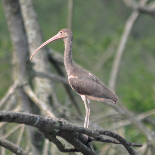Ibis rouge, jeune