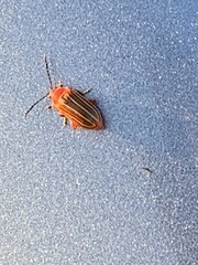 Disonycha conjugata