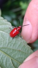 Lilioceris formosana