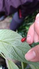 Lilioceris formosana