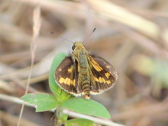 Potanthus pseudomaesa