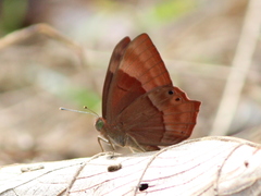 Abisara bifasciata
