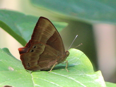 Abisara bifasciata