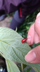 Lilioceris formosana