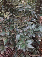 Syzygium buxifolium