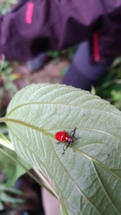 Lilioceris formosana