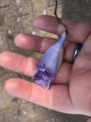Jacaranda mimosifolia