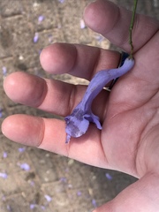 Jacaranda mimosifolia