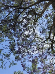 Jacaranda mimosifolia