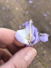 Jacaranda mimosifolia