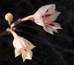 Gladiolus engysiphon