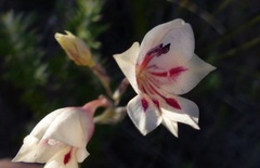 Gladiolus engysiphon