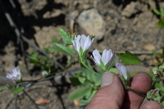 Sidalcea hickmanii napensis
