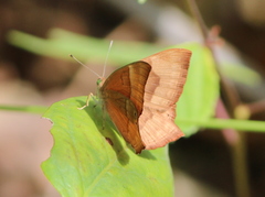 Abisara bifasciata