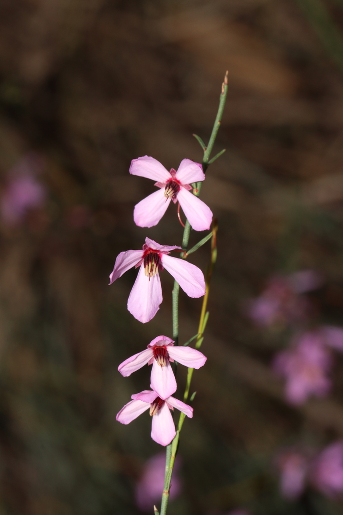Tetratheca virgata