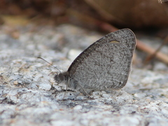 Ypthima asterope