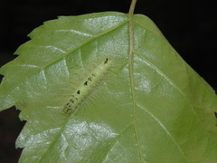 Acronicta leporina