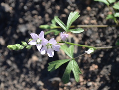 Sidalcea hickmanii napensis