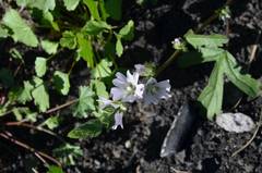 Sidalcea hickmanii napensis