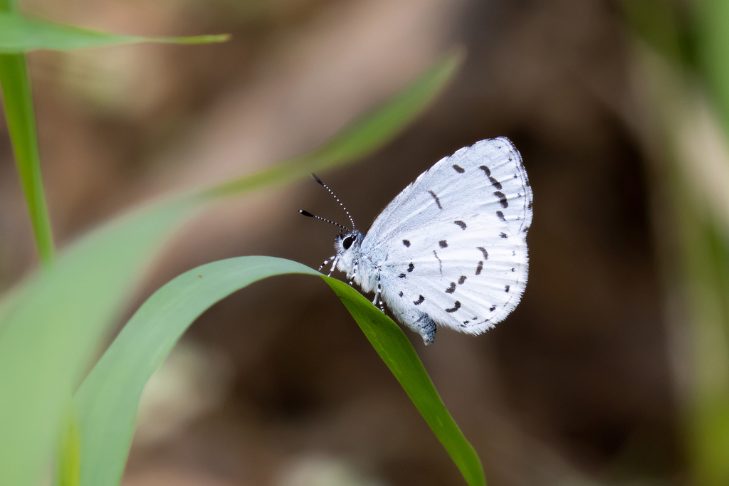 Udara aristius