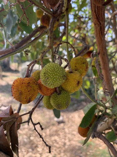 Strawberry tree