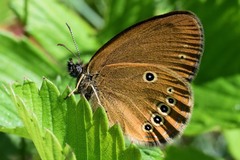 Coenonympha oedippus