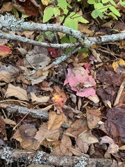 Lithobates sylvaticus image