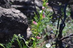 Sairocarpus virga