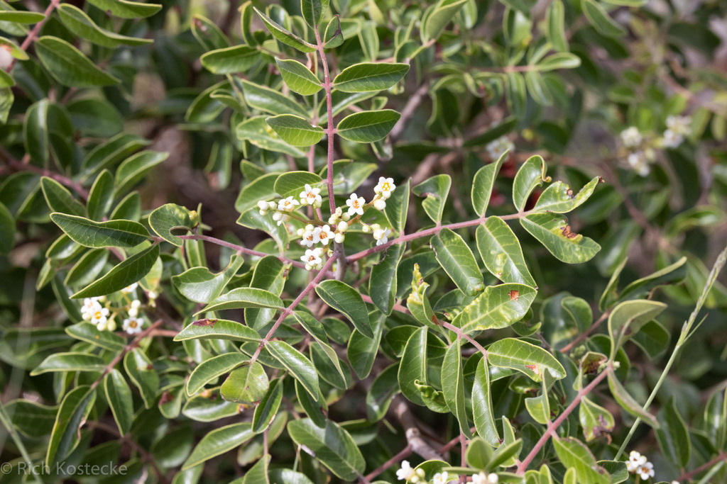 evergreen sumac in September 2023 by Rich Kostecke · iNaturalist
