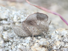 Teratodes monticollis