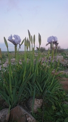 Iris hermona