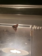 Hemeroplanis incusalis