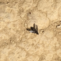 Conophorus fenestratus