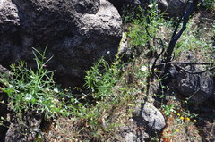 Sairocarpus virga