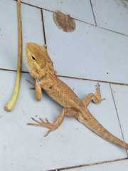 Calotes versicolor