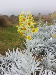 Senecio niveoaureus