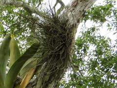 Tillandsia juncea