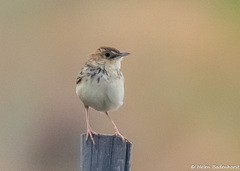 Cloud Cisticola photo 3