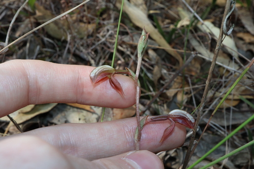Image of Pterostylis rufa by (c) Thomas Mesaglio, some rights reserved (CC BY)