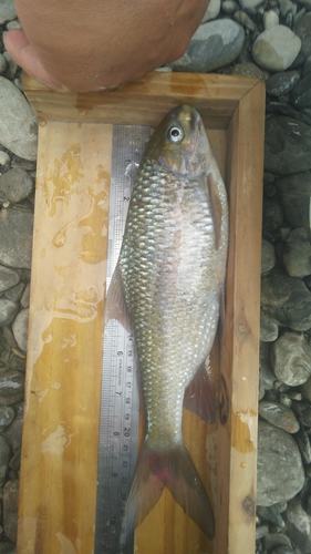 Onychostoma alticorpus