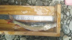 Spinibarbus hollandi