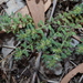 Paronychia brasiliana - Photo (c) Thomas Mesaglio,  זכויות יוצרים חלקיות (CC BY), הועלה על ידי Thomas Mesaglio
