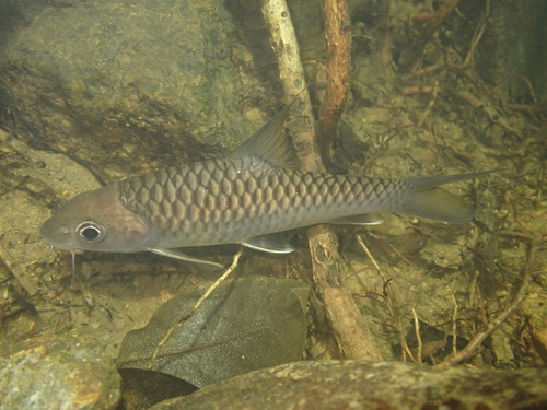Malaysian mahseer (Tor tambroides) — Cyprinidae — 5