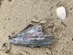 Pinnidae