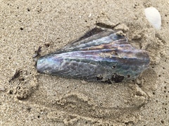 Pinnidae