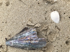 Pinnidae