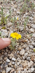Eriophyllum wallacei
