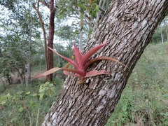 Aechmea bracteata